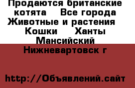 Продаются британские котята  - Все города Животные и растения » Кошки   . Ханты-Мансийский,Нижневартовск г.